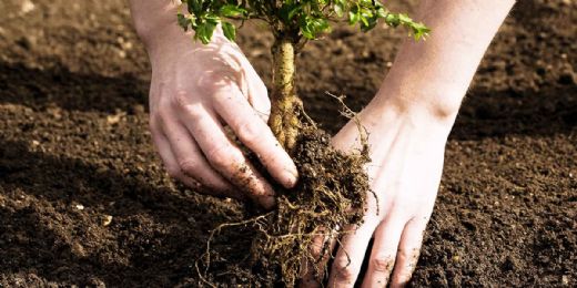 Rüyada Çiçek Dikmek İçin Toprak Kazmak